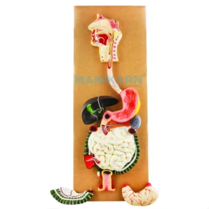 Human Digestive System Model
