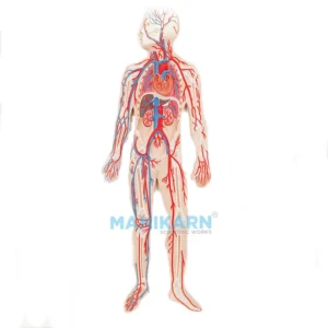 Human Circulatory System Model