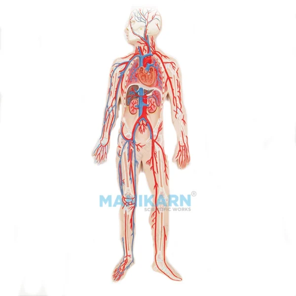 Human Circulatory System Model