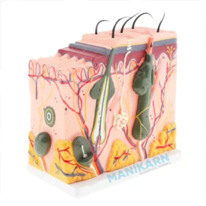 Human Skin Model