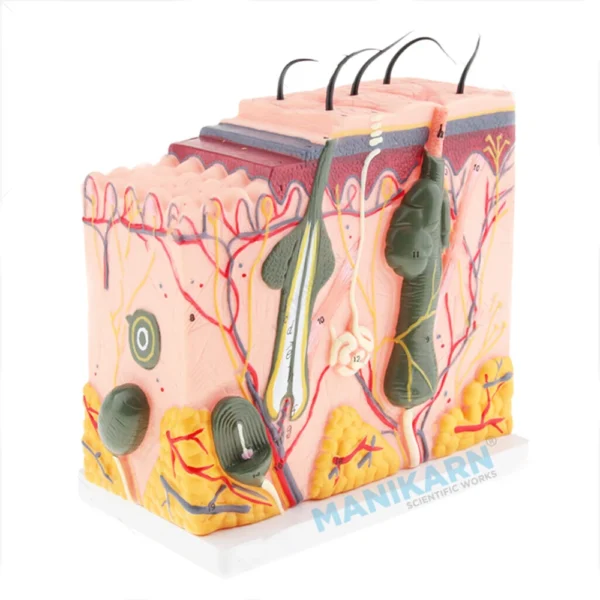 Human Skin Model