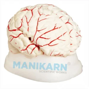 HUMAN BRAIN MODEL