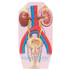 Human Excretory System Model