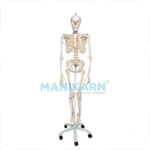 Human Skeleton Model