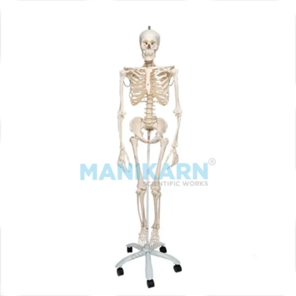 Human Skeleton Model
