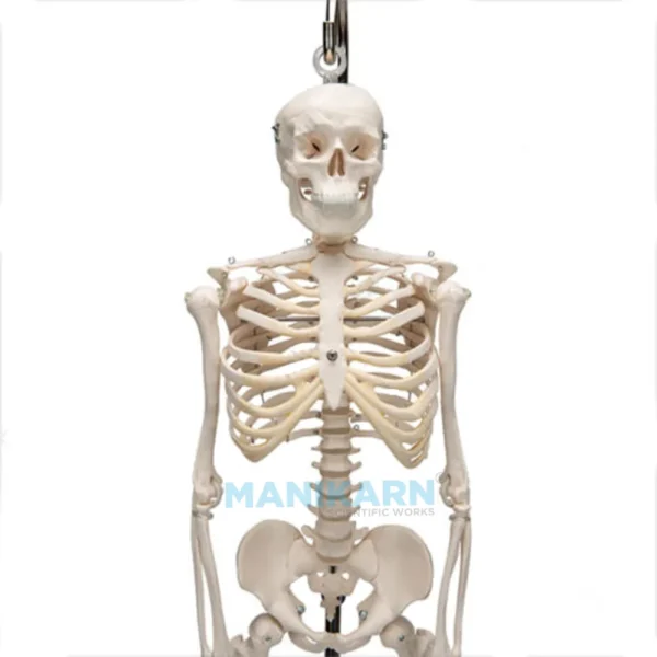 Human Skeleton Model - Image 2