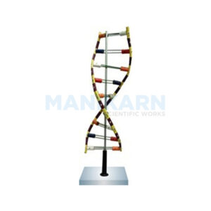HUMAN DNA MODEL