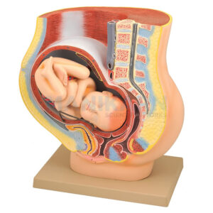 FEMALE PELVIS WITH BABY MODEL