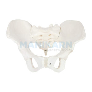 FEMALE BONY PELVIS MODEL