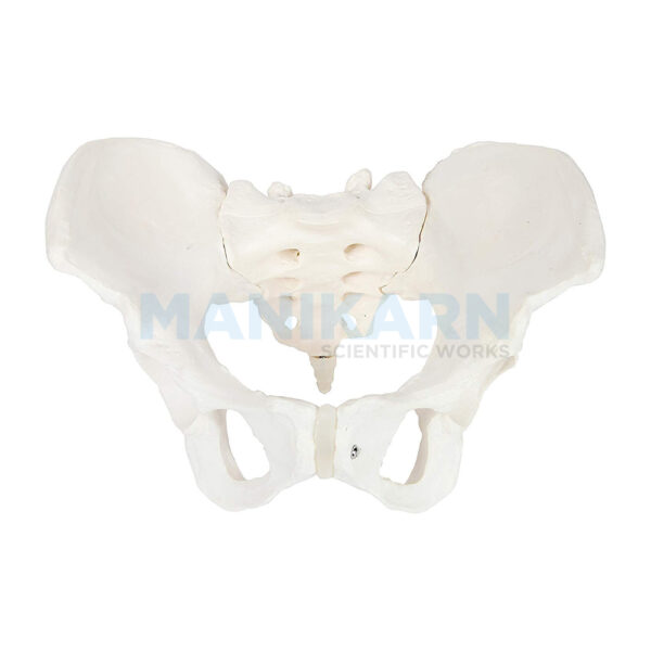 FEMALE BONY PELVIS MODEL