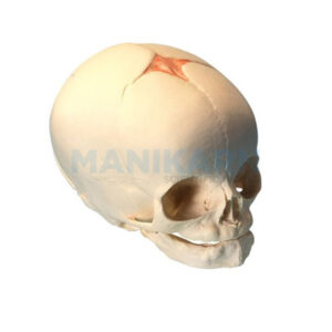 HUMAN FETAL SKULL MODEL