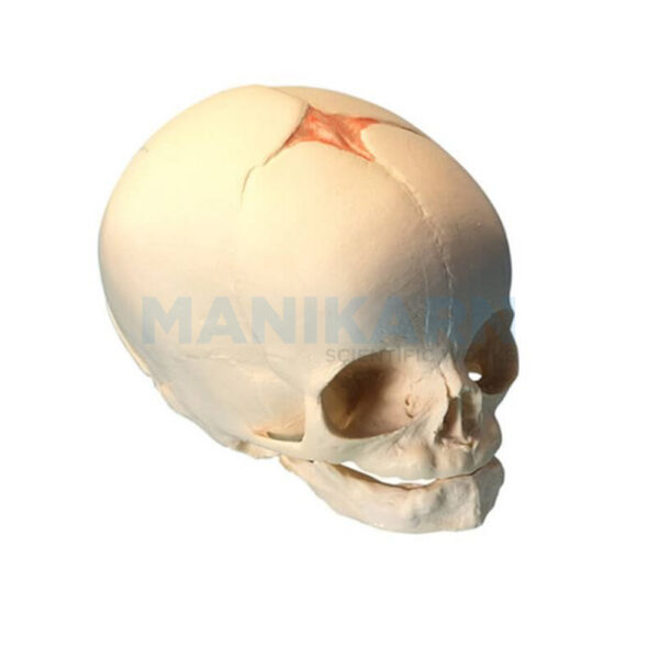 HUMAN FETAL SKULL MODEL