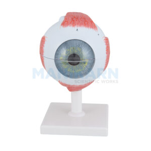 HUMAN EYE MODEL