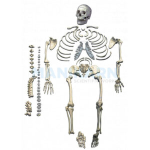 Human Skeleton Disarticulated