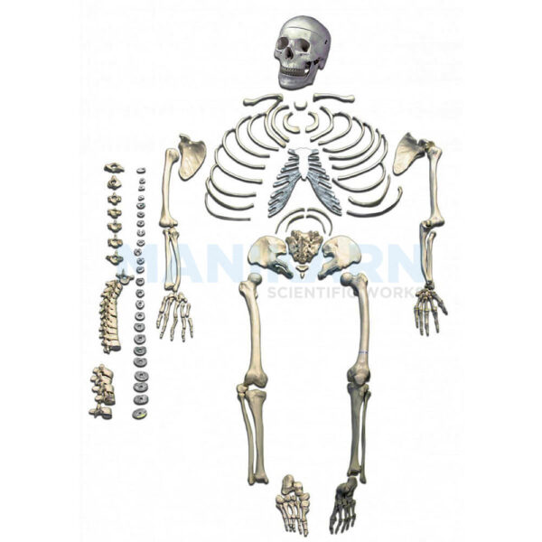 Human Skeleton Disarticulated