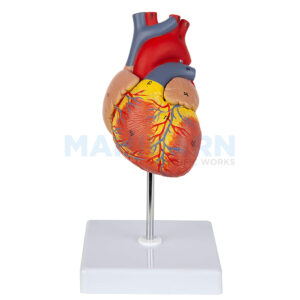 HUMAN HEART MODEL