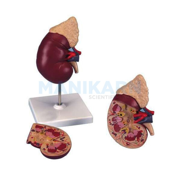 HUMAN KIDNEY MODEL
