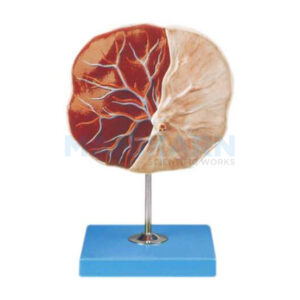 HUMAN PLACENTA MODEL
