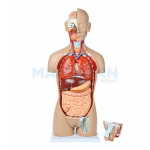 HUMAN TORSO MODEL