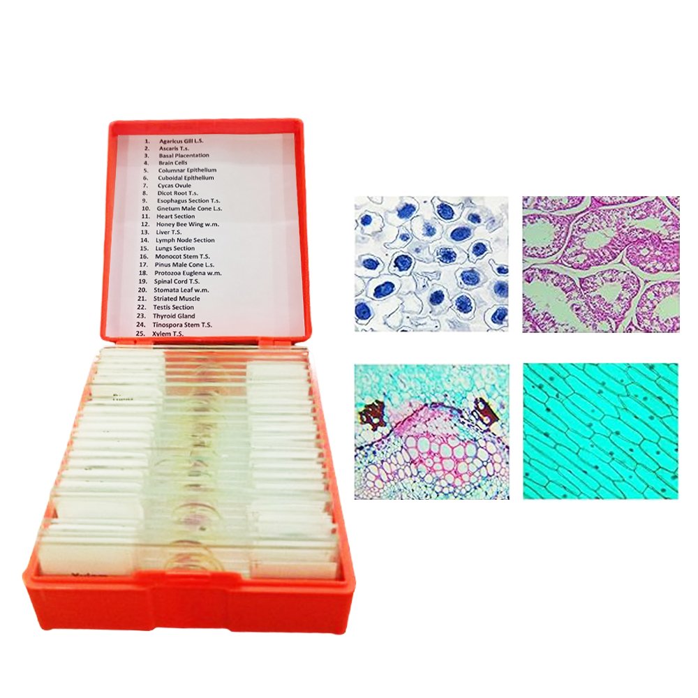 Permanent Prepared Microscope Slides