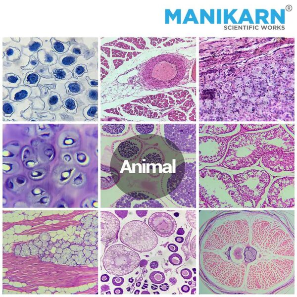 Permanent Prepared Microscope Slides - Image 2
