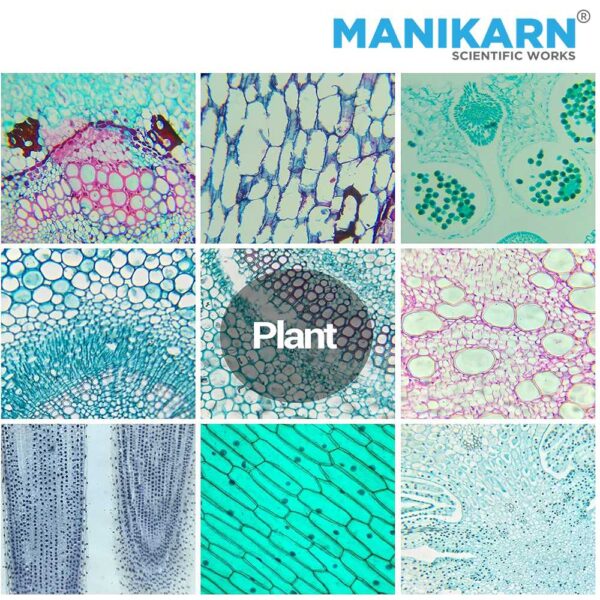 Permanent Prepared Microscope Slides - Image 3