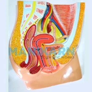FEMALE REPRODUCTIVE MODEL