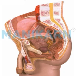 MALE REPRODUCTIVE MODEL