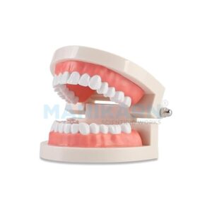 Human Jaw dental model