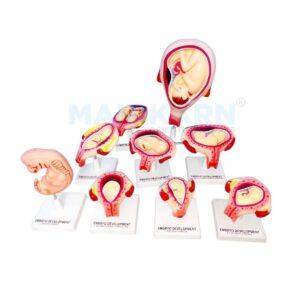 human embryo model