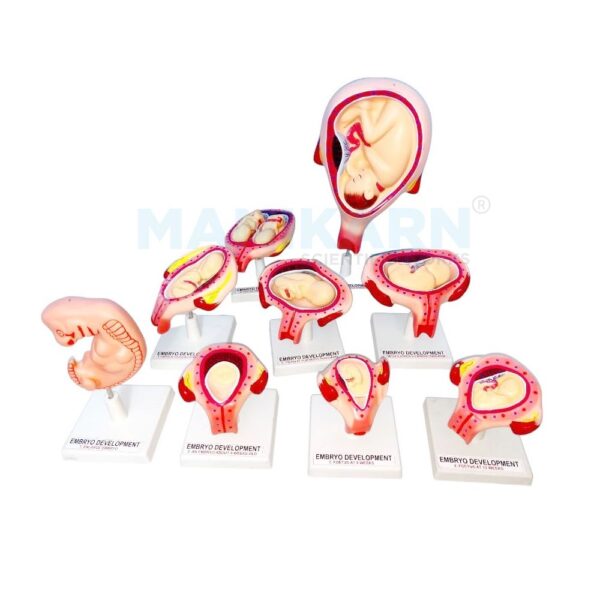 human embryo model