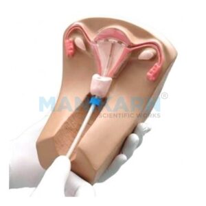 iud training model